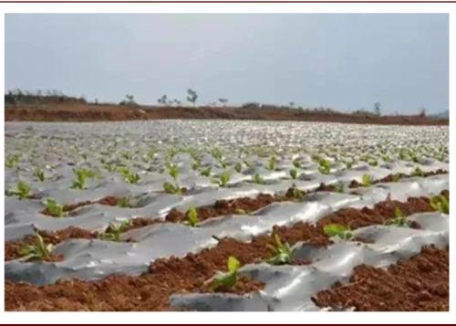 中金：順應時代趨勢，掘金可降解塑料產業投資機會