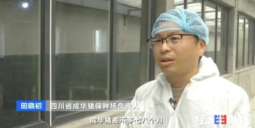 8個品種本土種豬滅絕!我們餐桌多為“外來豬”?!本土“二師兄”去哪了?