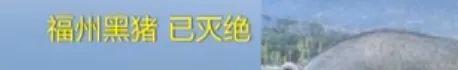 8個品種本土種豬滅絕!我們餐桌多為“外來豬”?!本土“二師兄”去哪了?