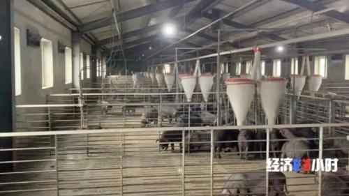 8個品種本土種豬滅絕!我們餐桌多為“外來豬”?!本土“二師兄”去哪了?