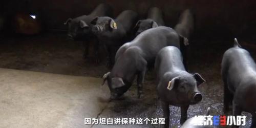8個品種本土種豬滅絕!我們餐桌多為“外來豬”?!本土“二師兄”去哪了?