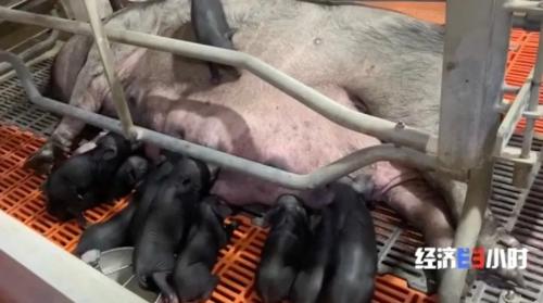 8個品種本土種豬滅絕!我們餐桌多為“外來豬”?!本土“二師兄”去哪了?