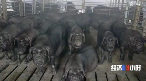 8個品種本土種豬滅絕!我們餐桌多為“外來豬”?!本土“二師兄”去哪了?